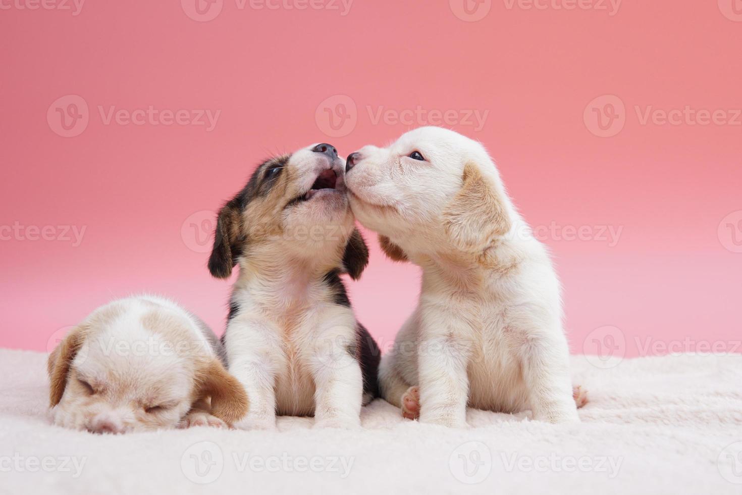 trois chiots beagle mignons sur fond rose. photo