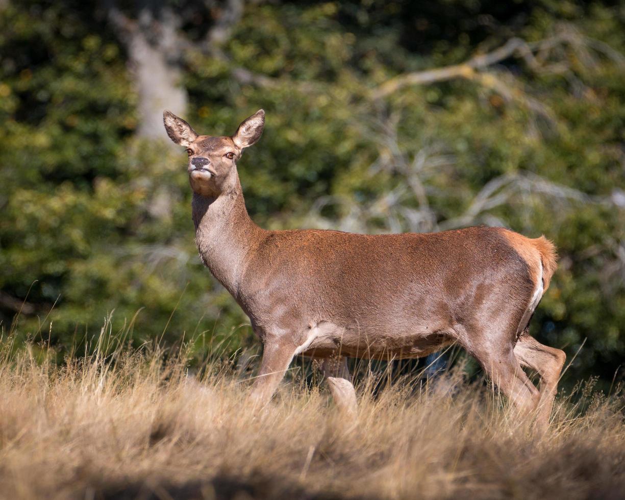 cerf élaphe photo