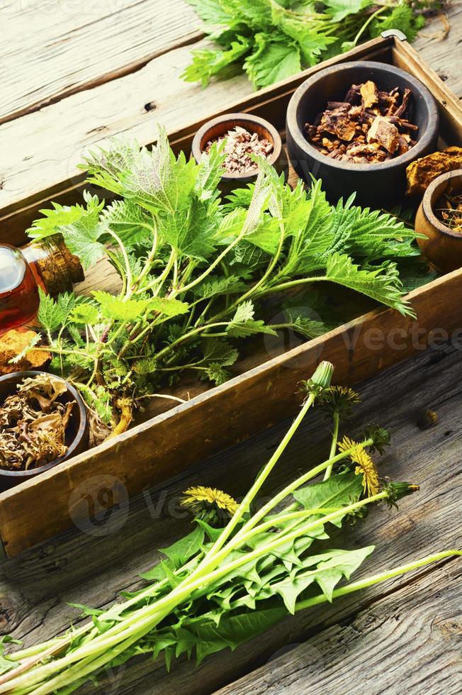 herbes médicinales en phytothérapie photo