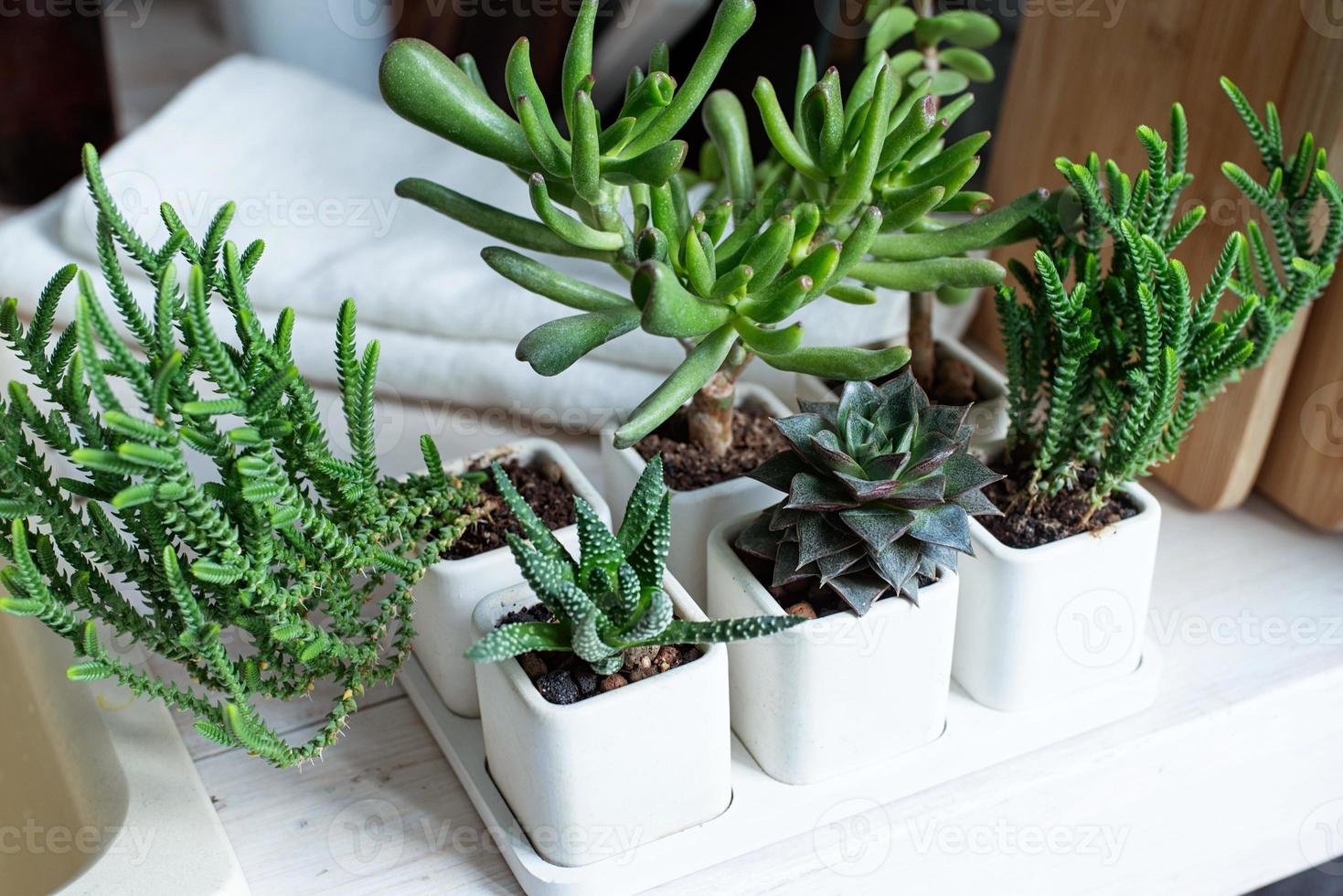 pots blancs avec diverses plantes succulentes sur un comptoir en bois dans la cuisine photo