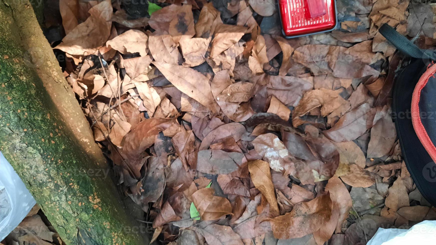 fond de feuilles séchées avec ornement de racines d'arbres photo