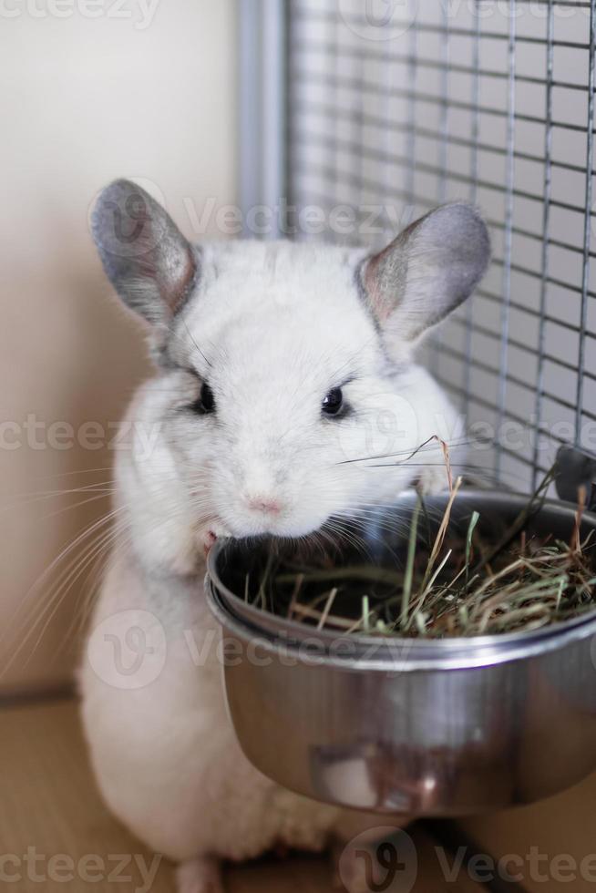 chinchilla mignon de couleur blanche est assis dans sa maison près d'un bol avec du foin. moment de l'alimentation. photo