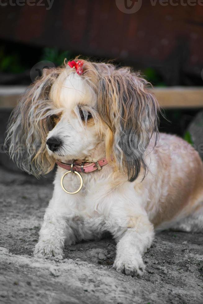 le chien chinois à crête, belle plume chinoise. dame de chien photo