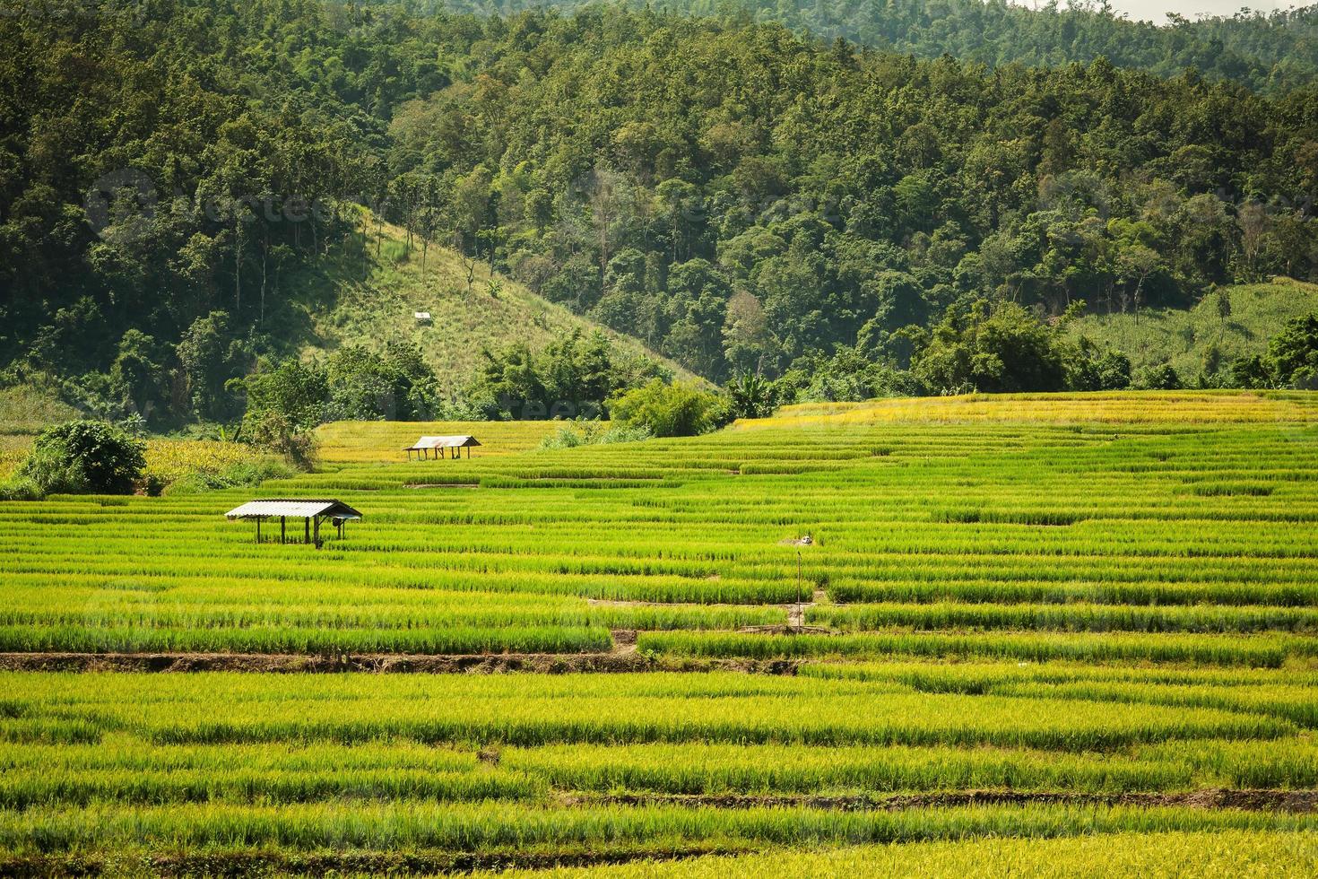 approche de la saison de récolte du riz doré photo
