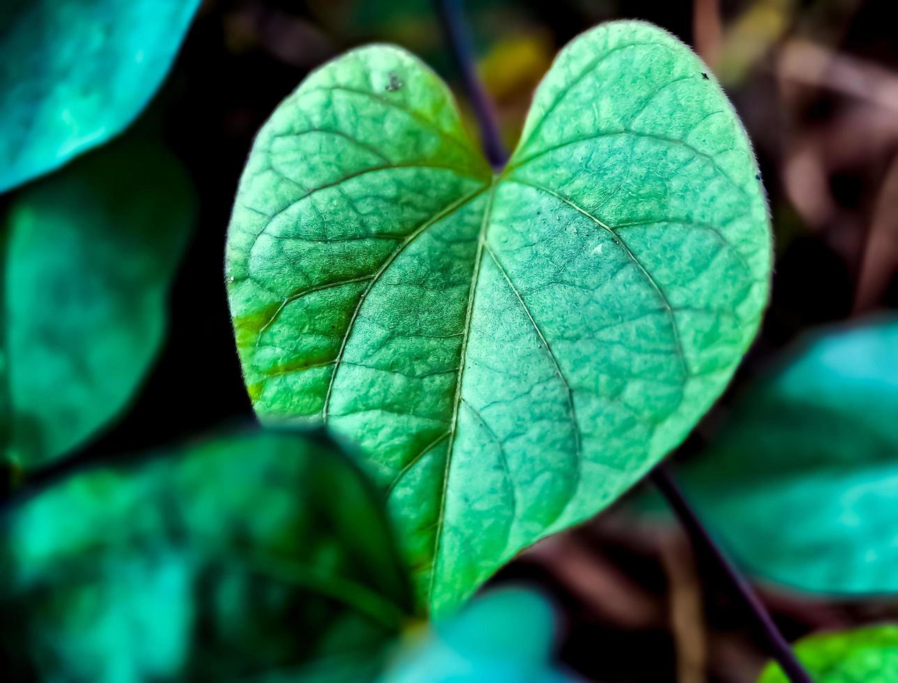 feuilles en forme de coeur, macro shot le matin photo