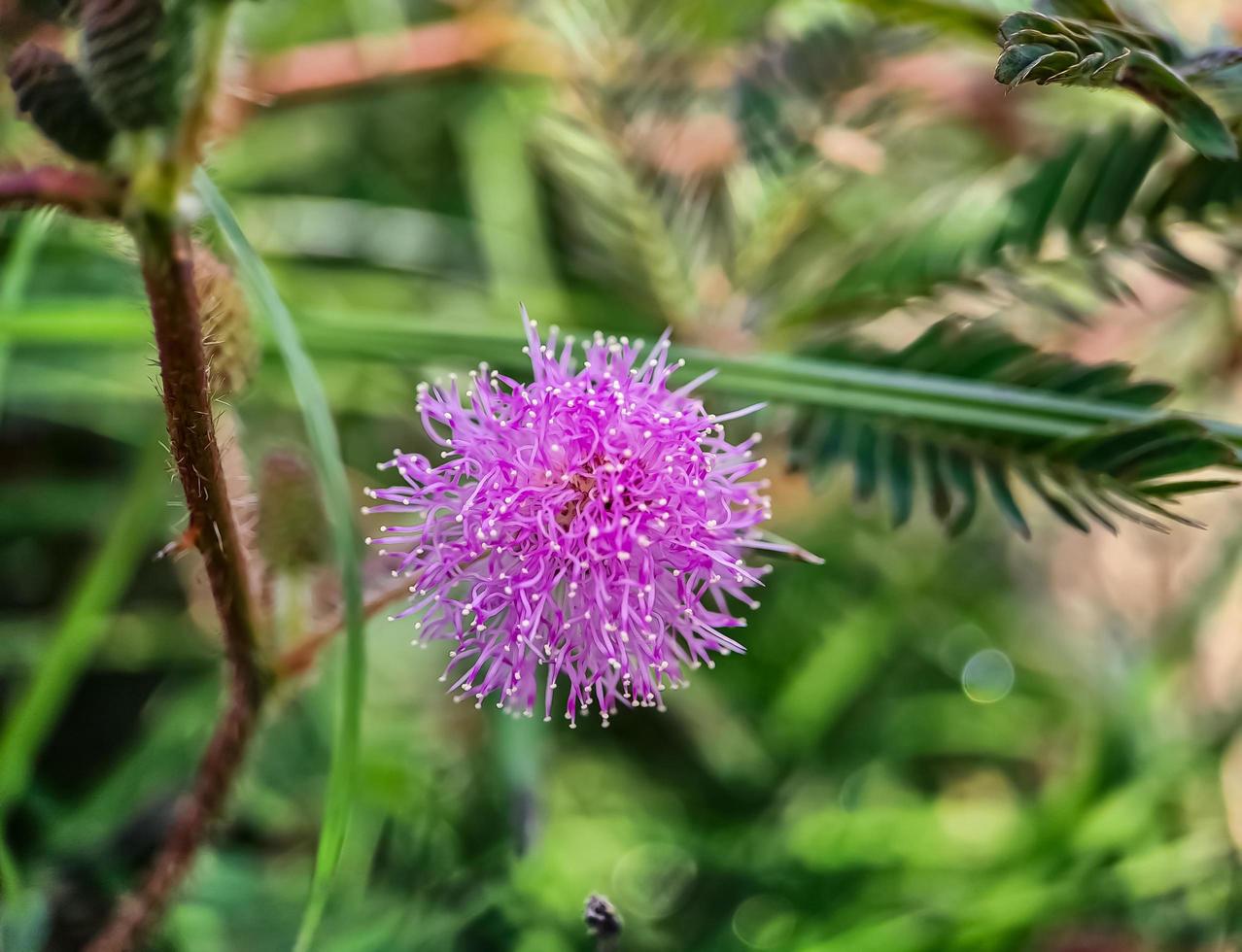 le mimosa strigillosa fait partie de la famille originale et vivace des pois, la famille des fabaceae photo