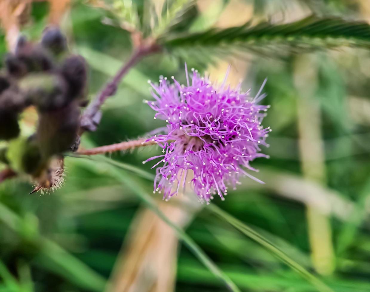 le mimosa strigillosa fait partie de la famille originale et vivace des pois, la famille des fabaceae photo