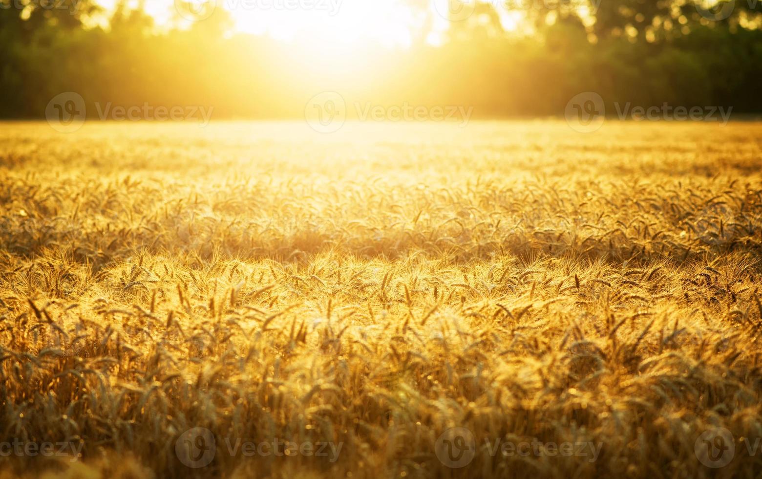 blé et soleil photo