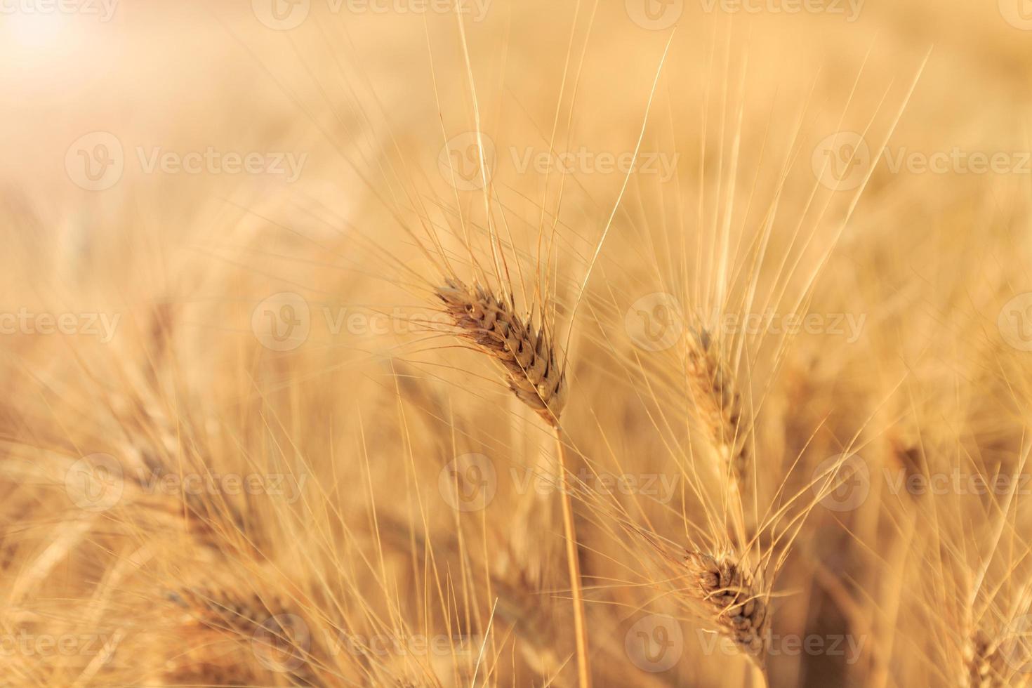 champ de blé jaune photo