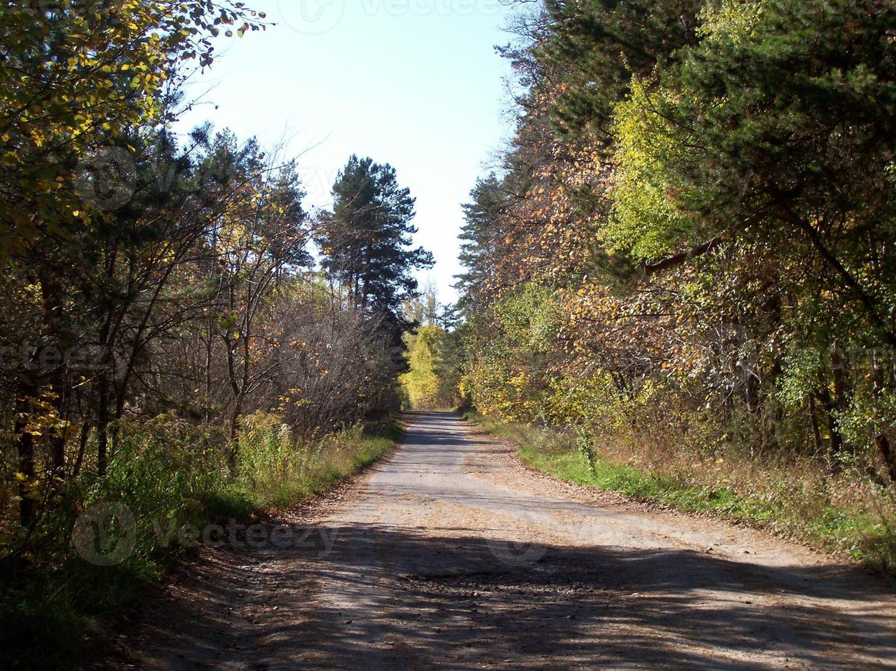 feuillage coloré d'automne dans la forêt photo