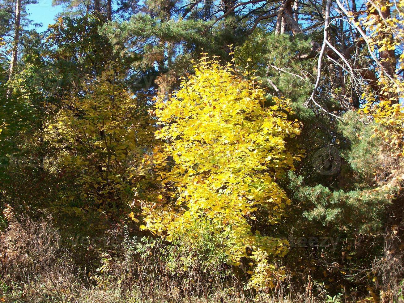 feuillage coloré d'automne dans la forêt photo