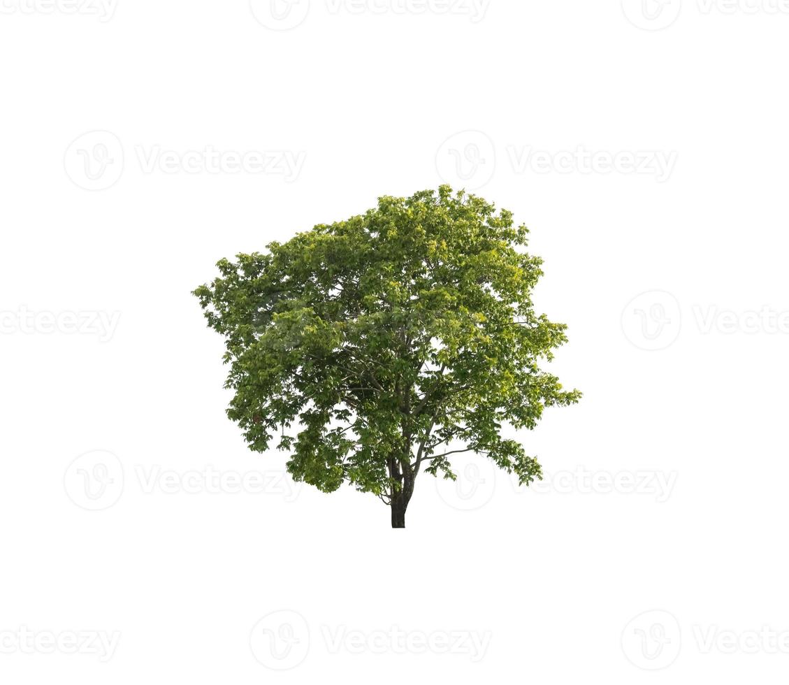 arbre isolé sur fond blanc. photo