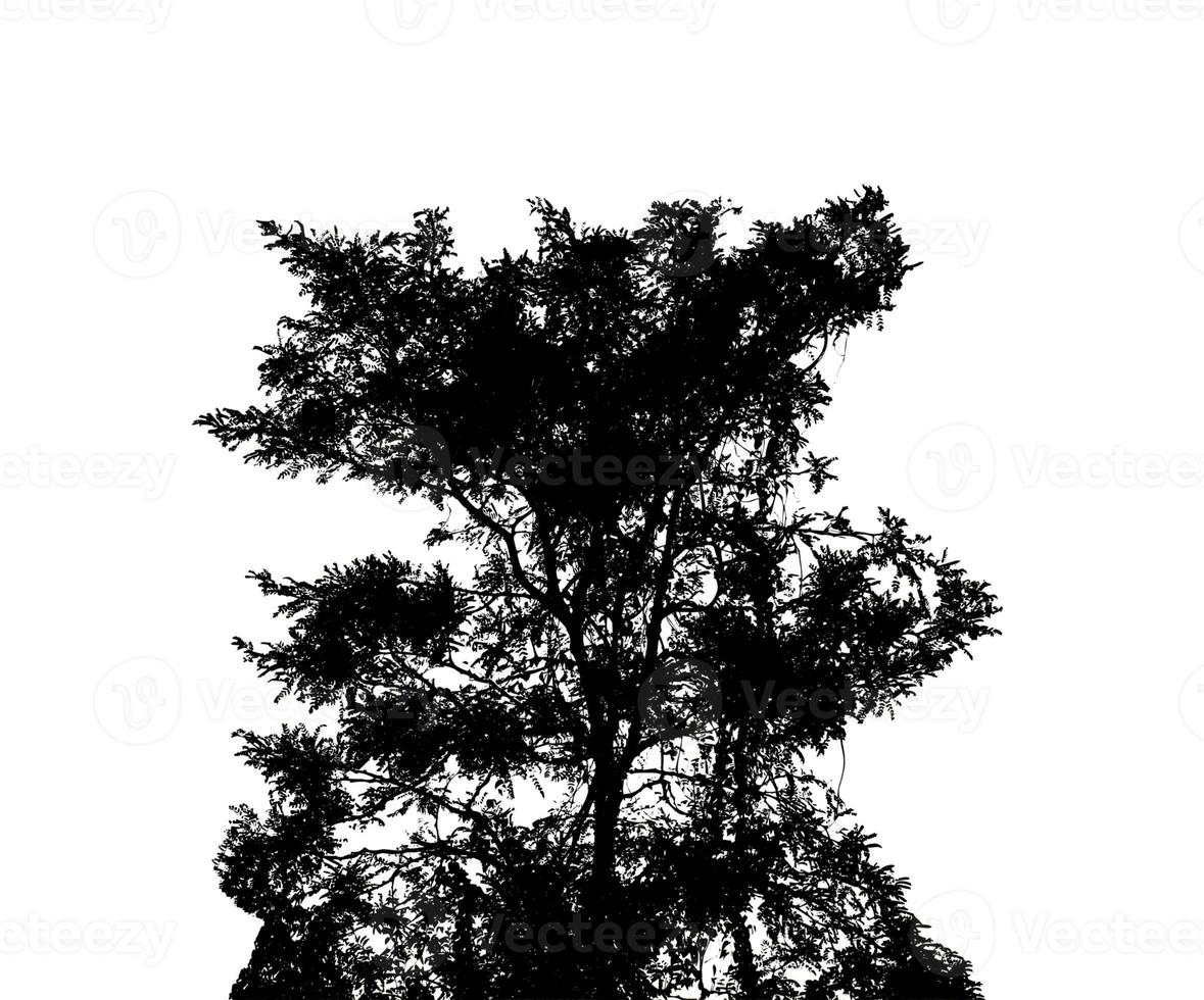 Bush silhouette pour pinceau sur fond blanc photo