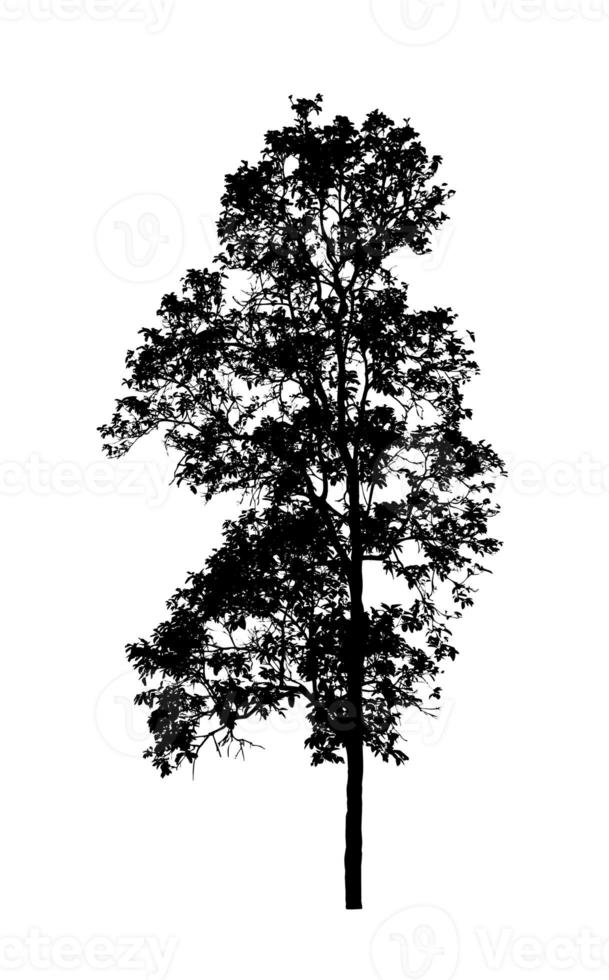 silhouette d'arbre pour pinceau sur fond blanc photo