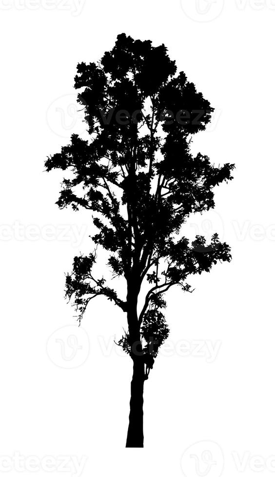 silhouette d'arbre pour pinceau sur fond blanc photo