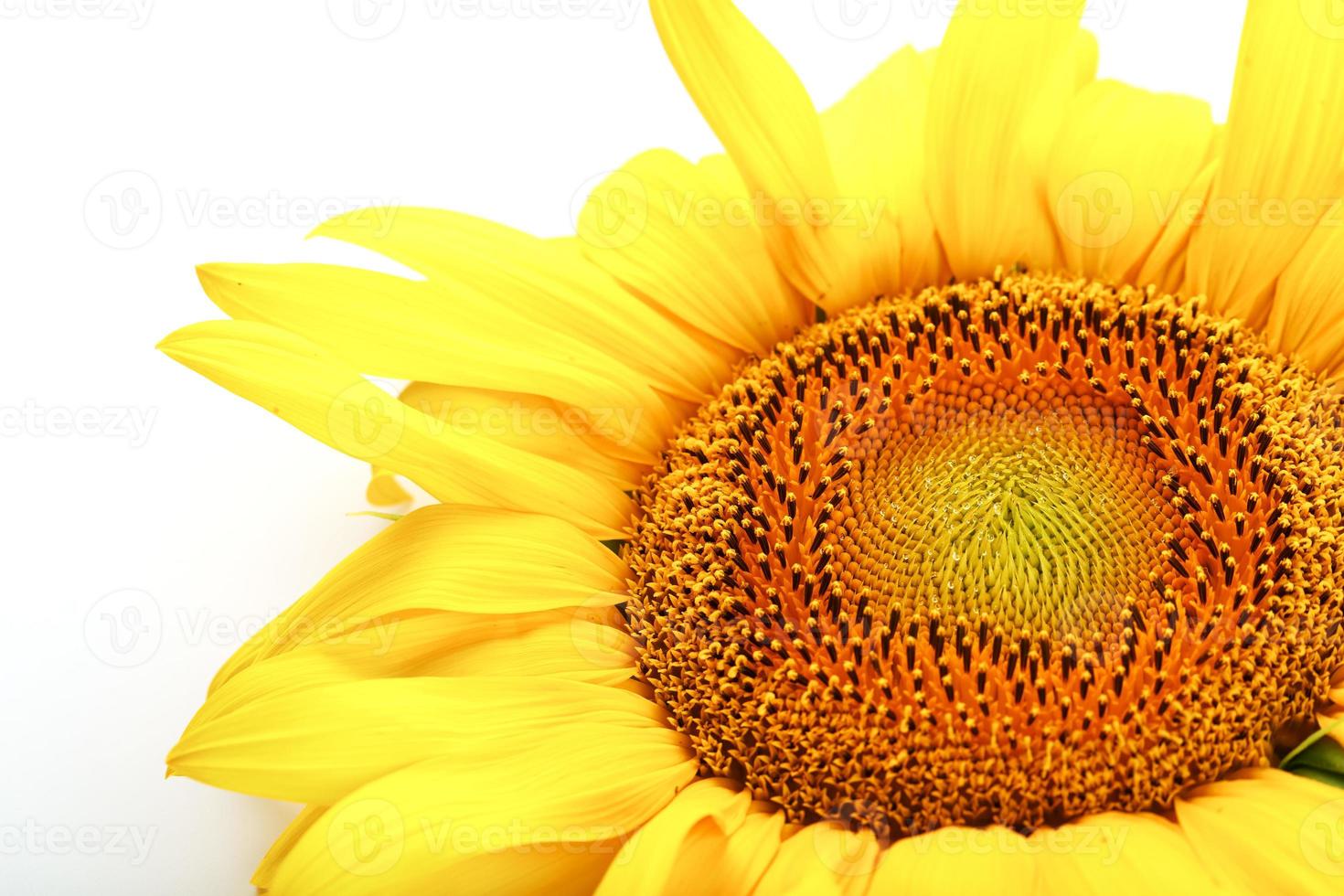 fleur de tournesol sur fond blanc, vue de dessus. isoler. photo