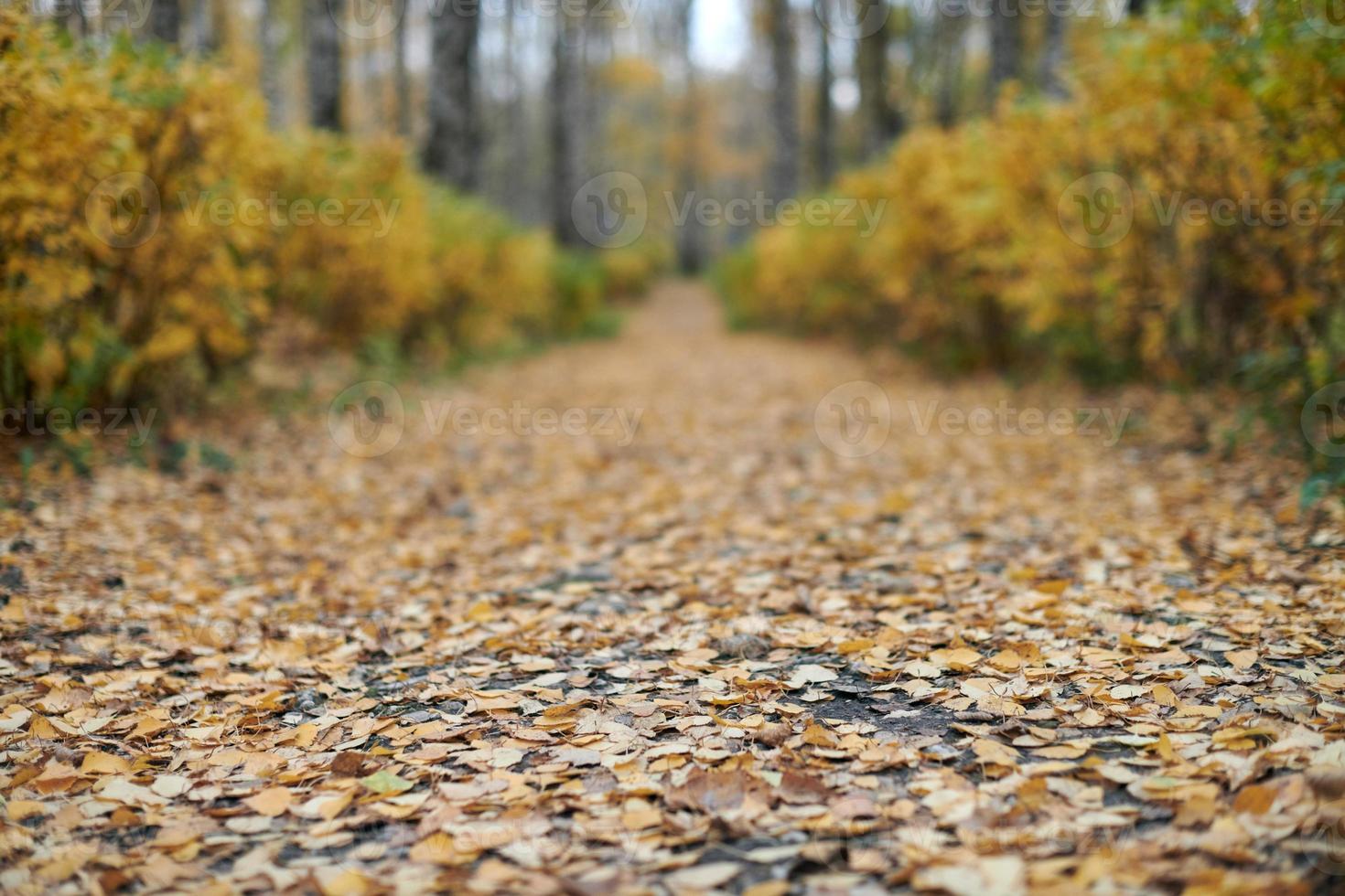 sentier du parc d'automne photo