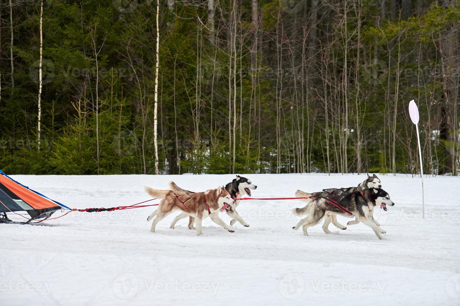 course de chiens de traîneau husky photo