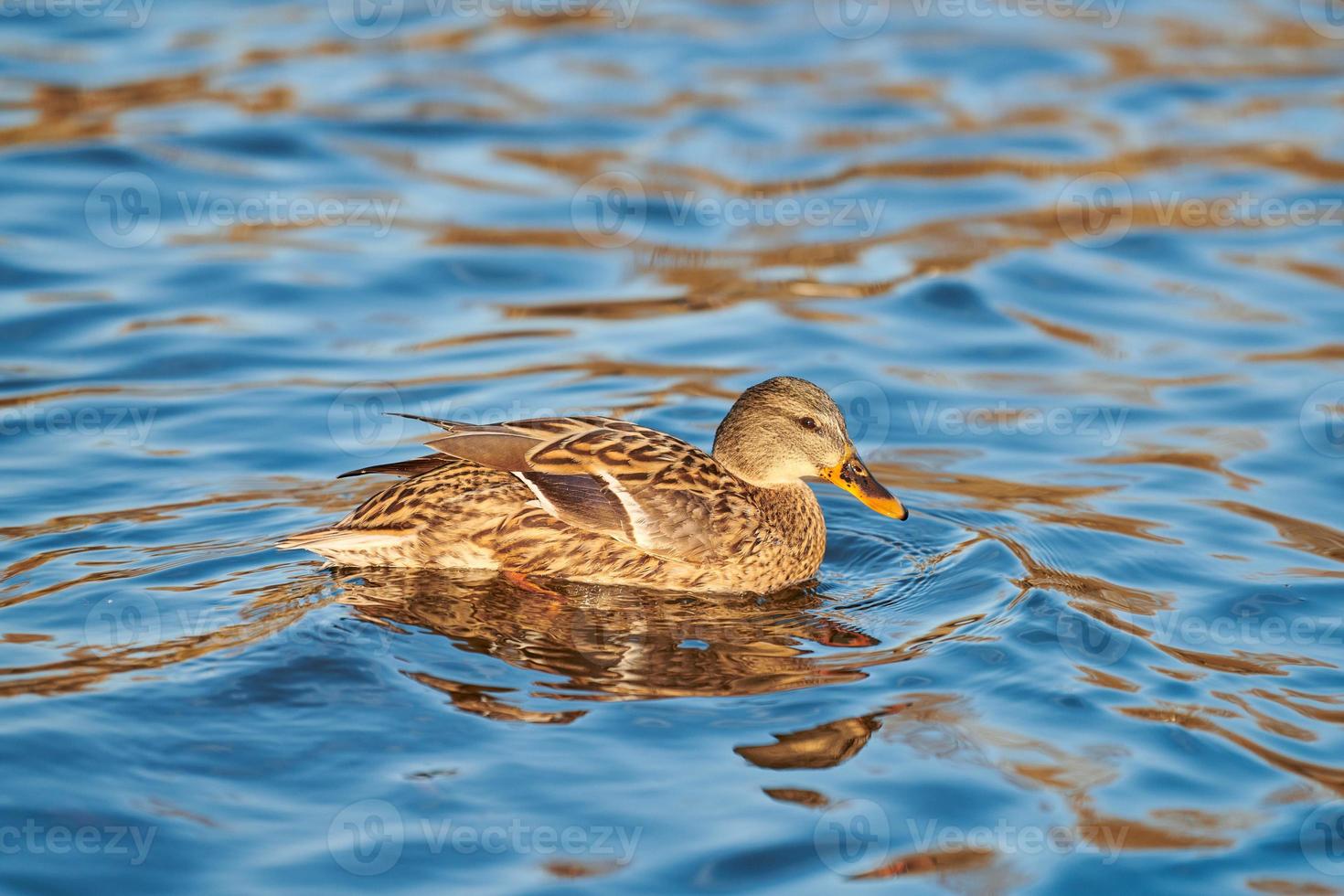 canard colvert femelle dans l'eau, gros plan photo