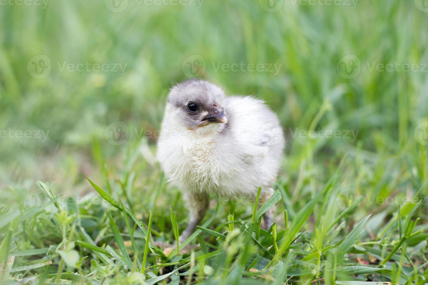 petit poulet gris sur l'herbe verte. saison de printemps. élevage de poulet photo