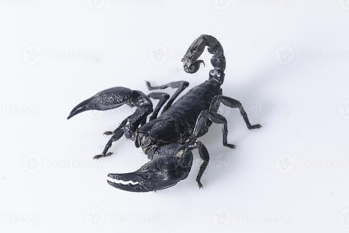 scorpion isolé sur fond blanc photo