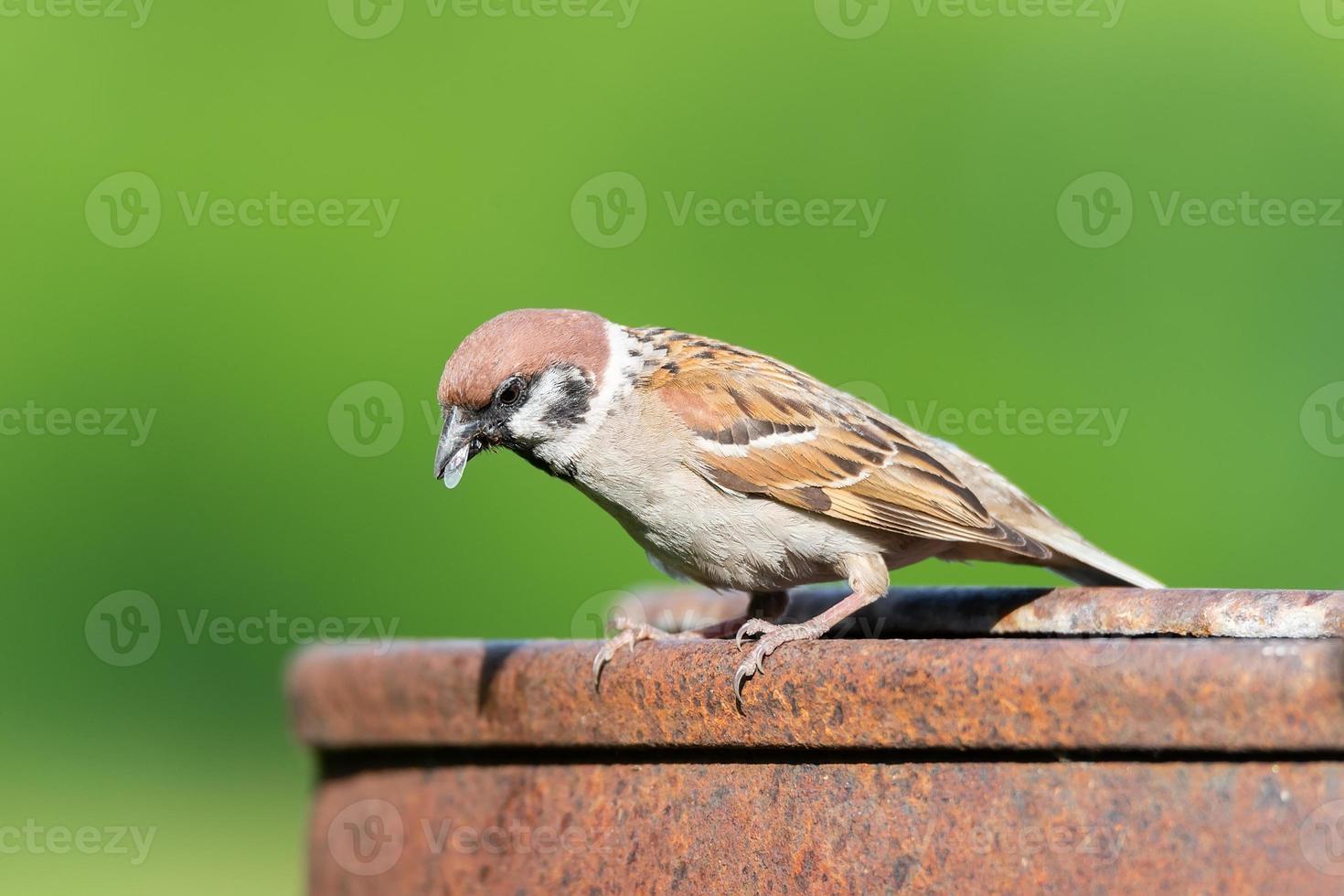 Moineau domestique passer domesticus perché sur une branche photo