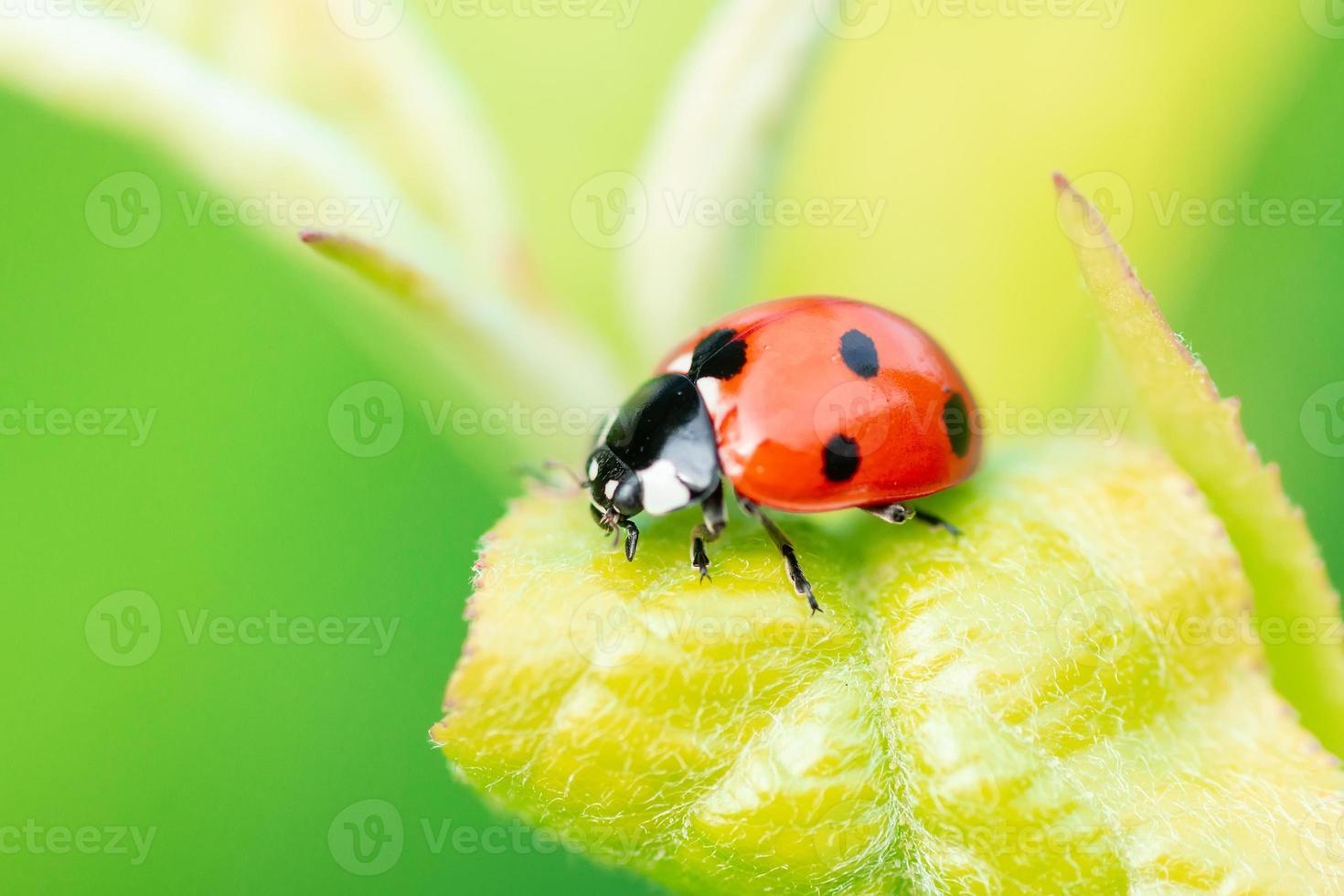 coccinelle coccinellidae sur tige de persil et fond vert photo