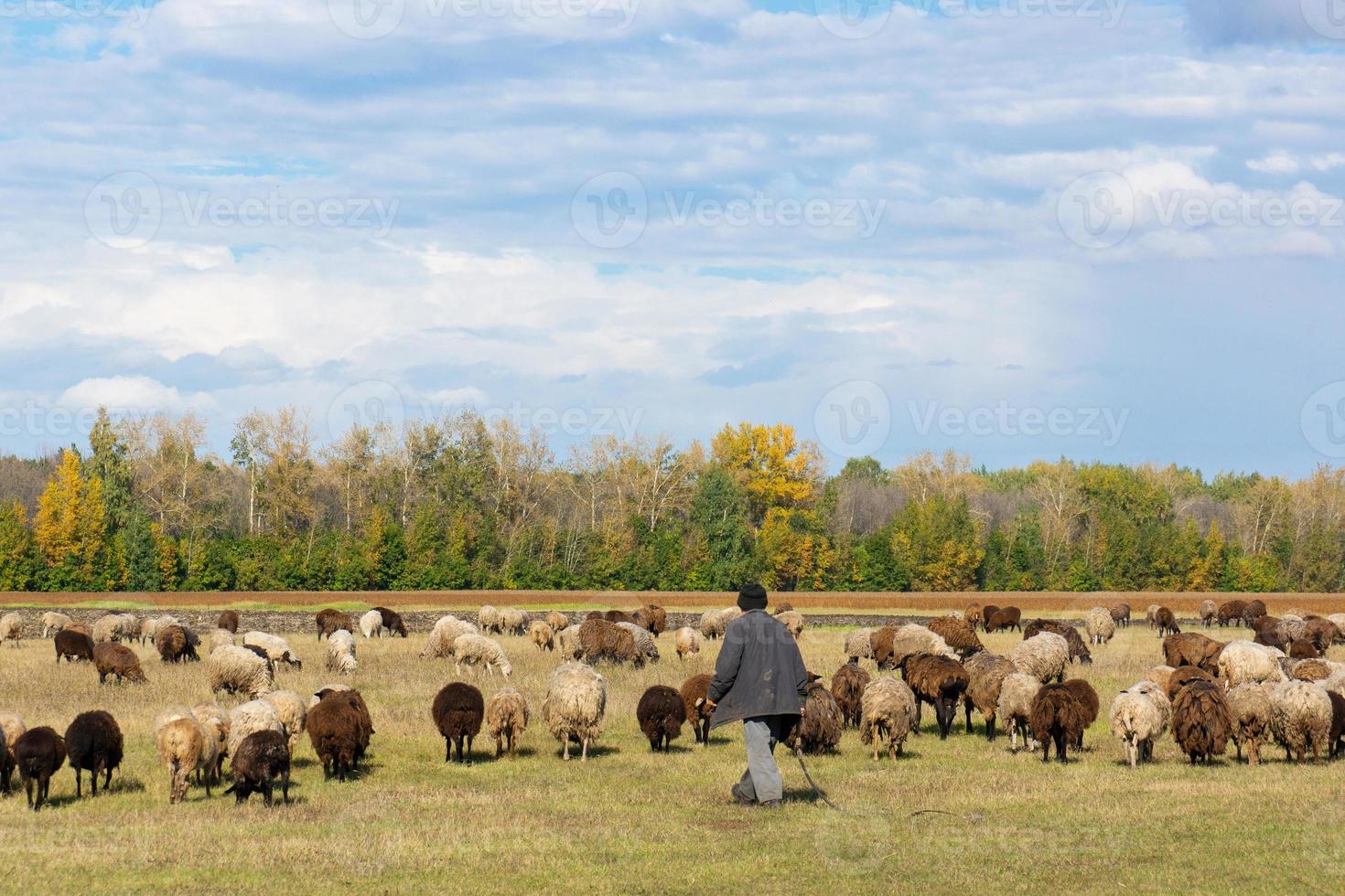 mouton et agneau sur l'herbe verte.. photo