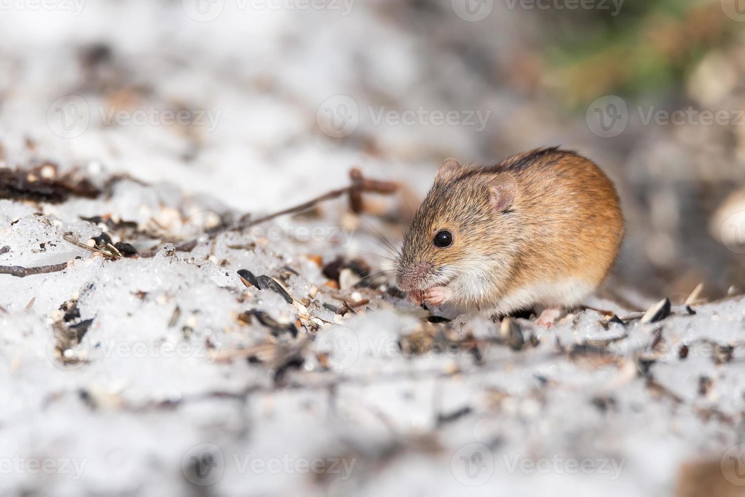 le mulot rayé est une petite souris à longue queue photo