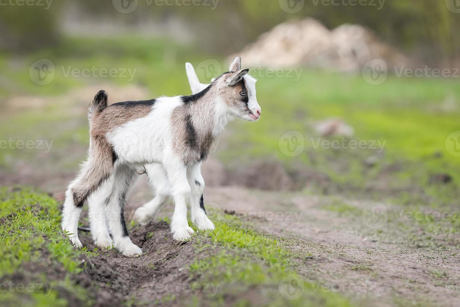 petite chèvre dans un champ de blé photo