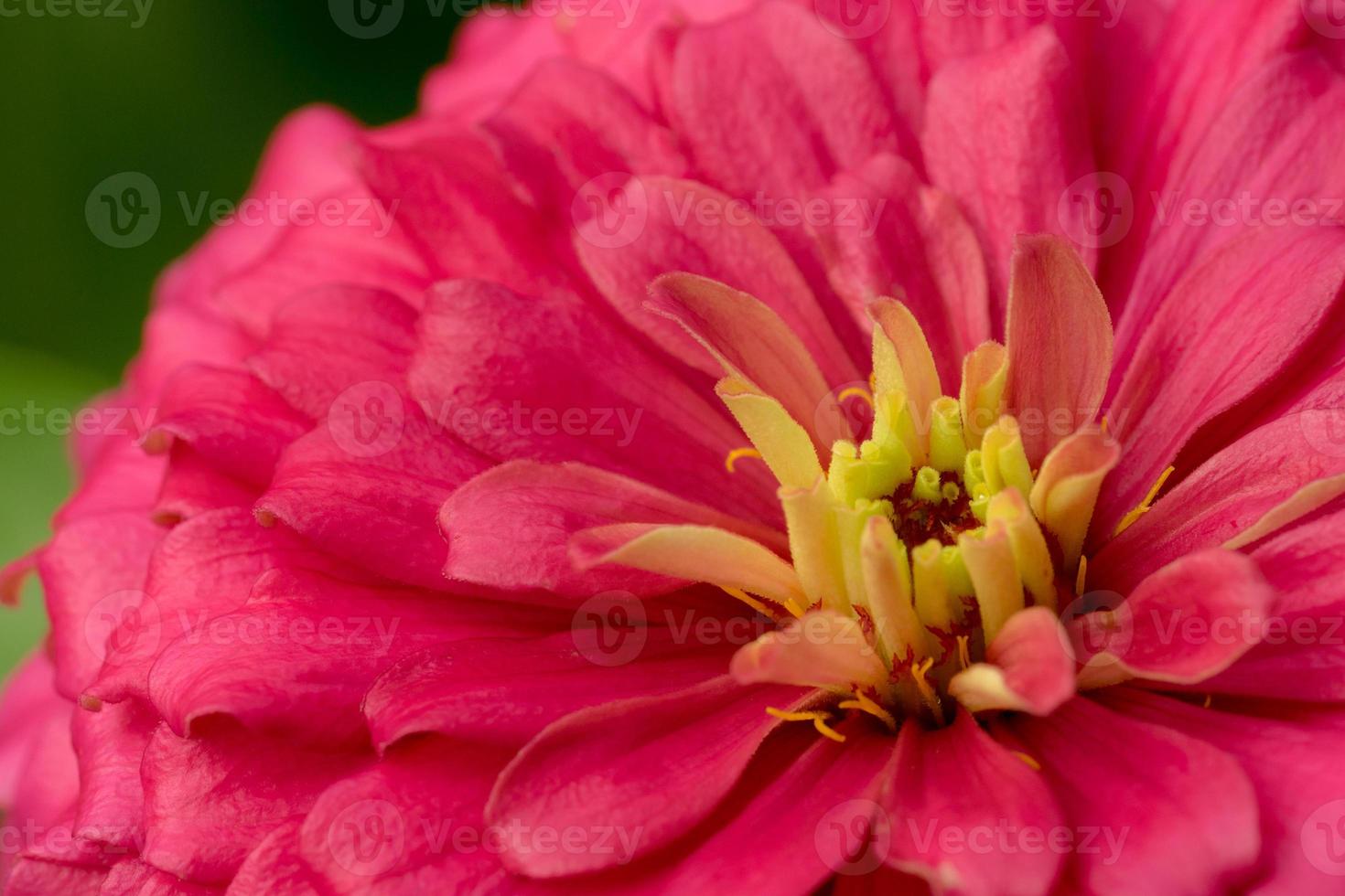 fleur de zinnia rose photo