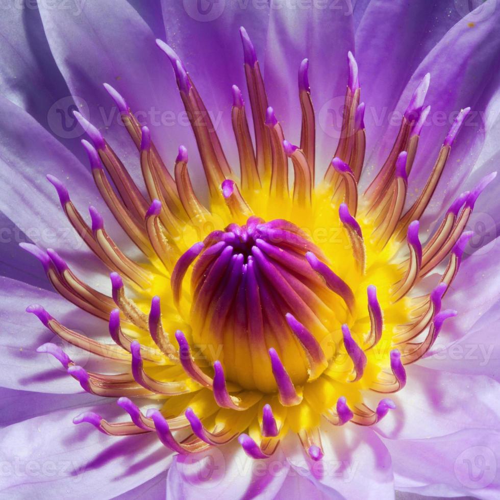 lotus violet. photo