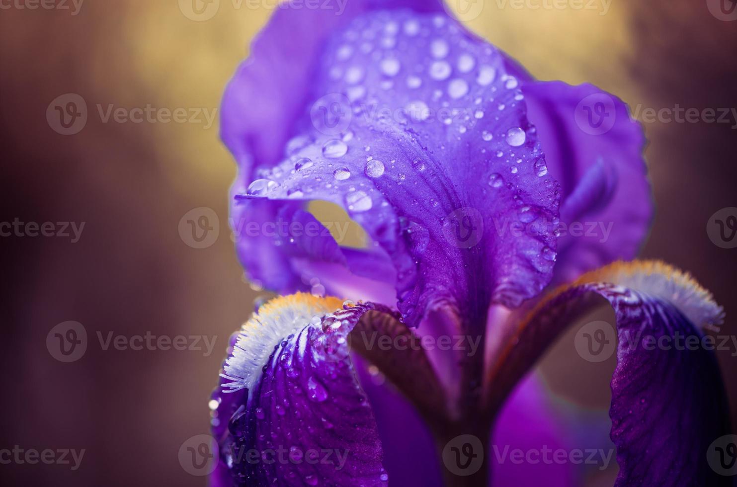 gouttes de pluie sur l'iris photo