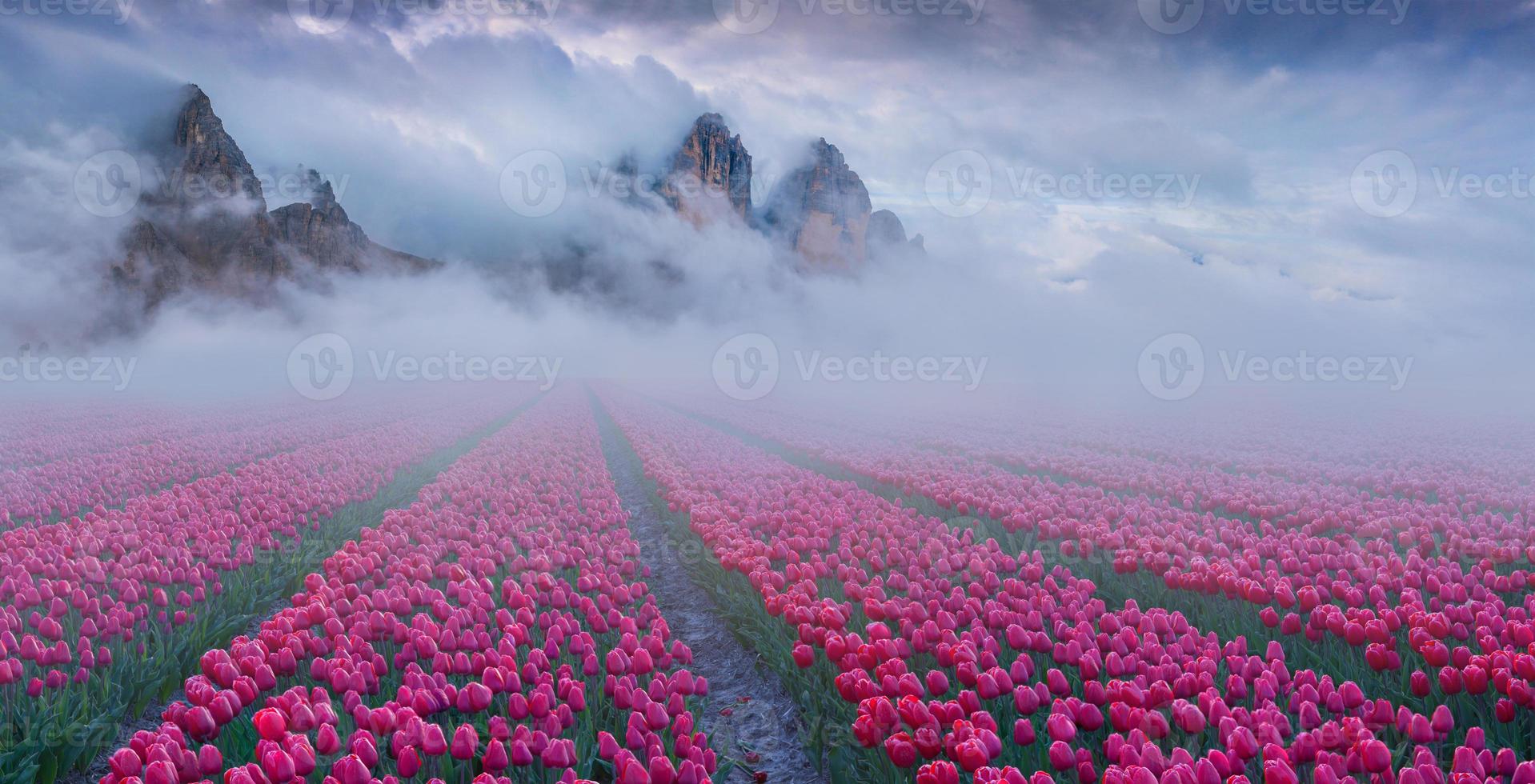 fantastique paysage de printemps avec des champs de tulipes cultivés à l'extérieur photo