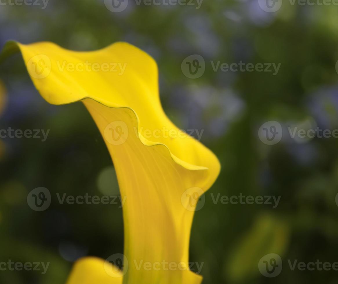un pissenlit jaune calla lily photo