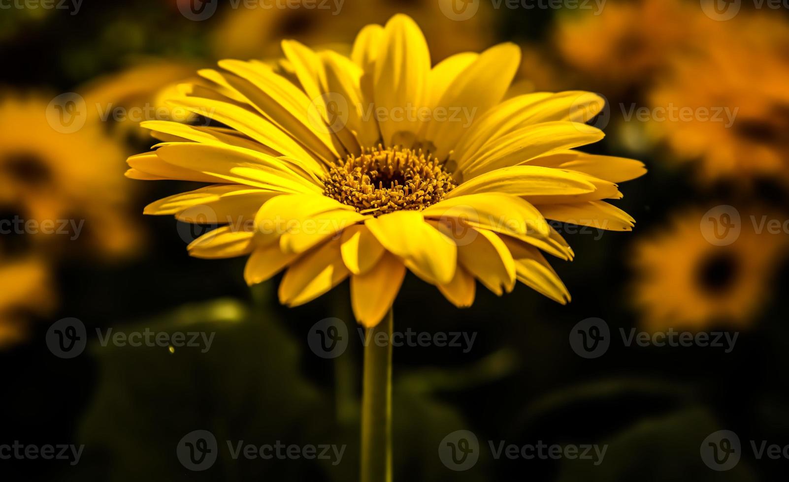 une marguerite Barberton jaune photo