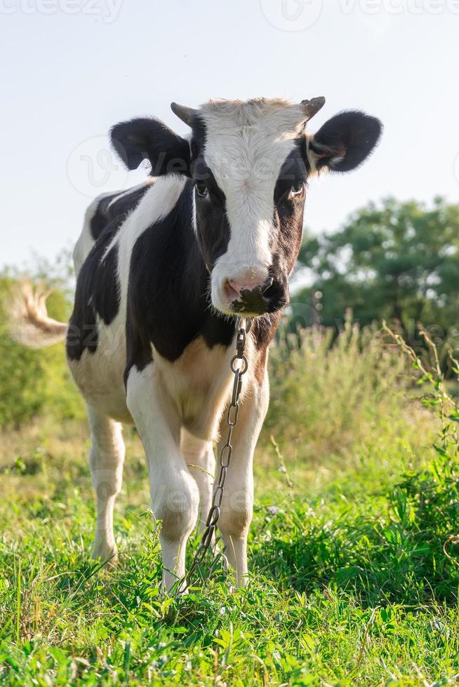 veau dans le pré. photo