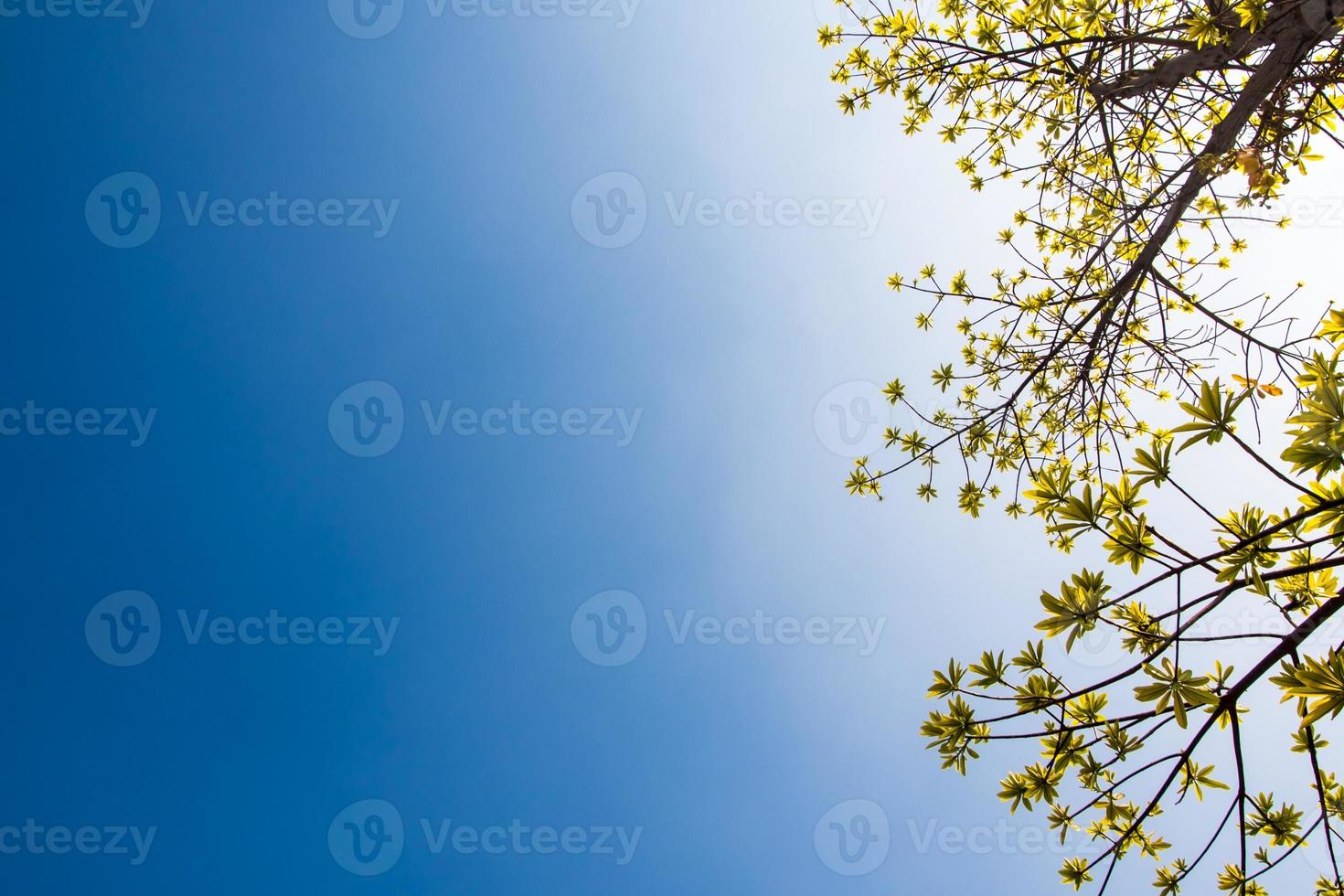 feuilles de fraîcheur sur fond de ciel bleu et de lumière du soleil photo