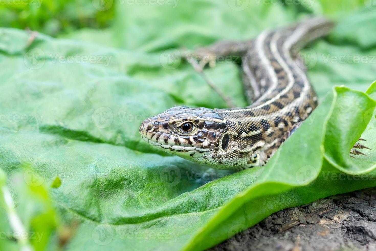 lézard sur l'herbe photo