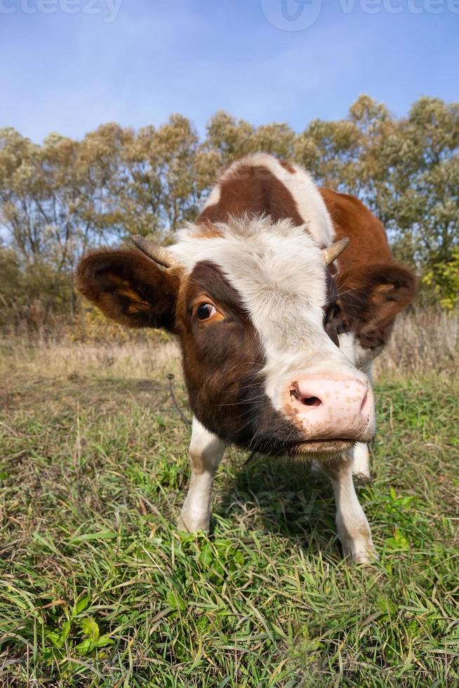 veau dans le pré.. photo