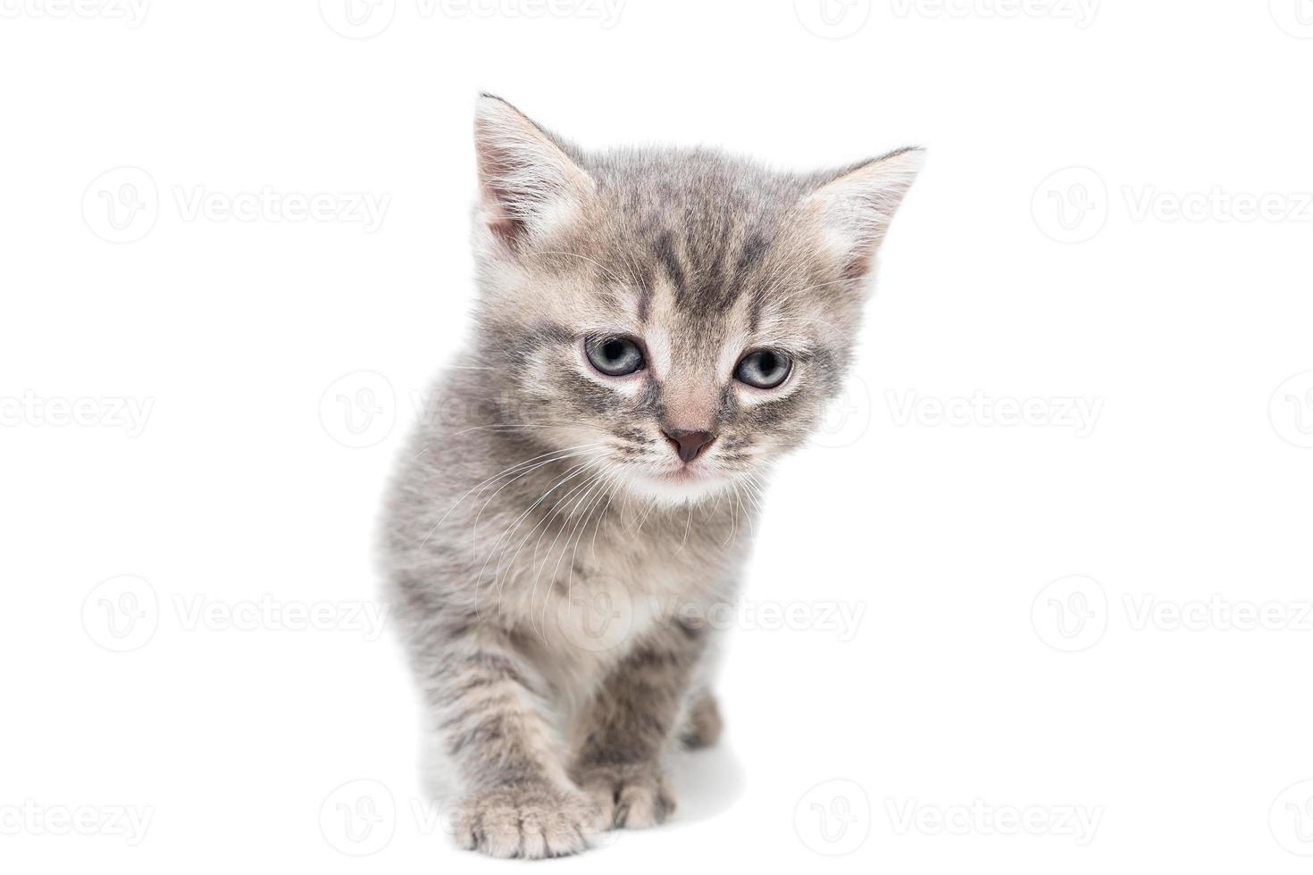 chaton gris isolé sur fond blanc. photo