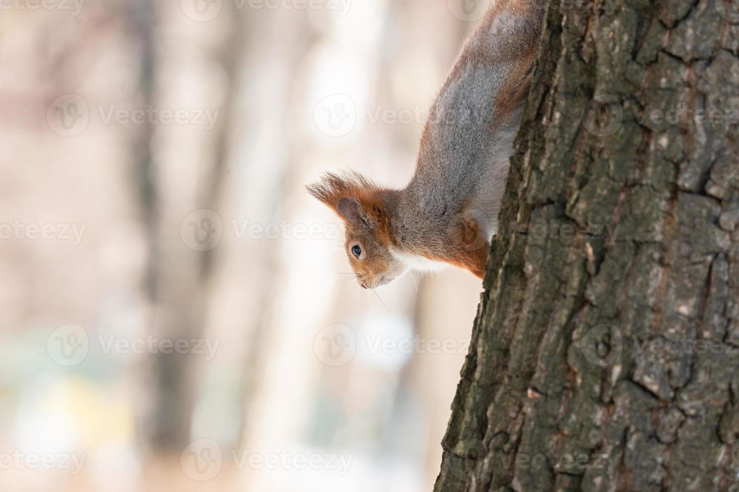 l'écureuil en hiver est assis sur un arbre. photo