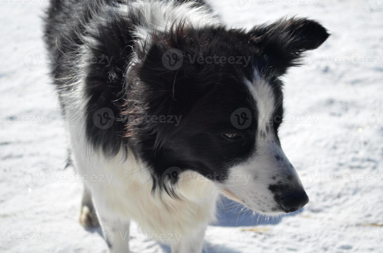 doux visage d'un border collie en hiver photo