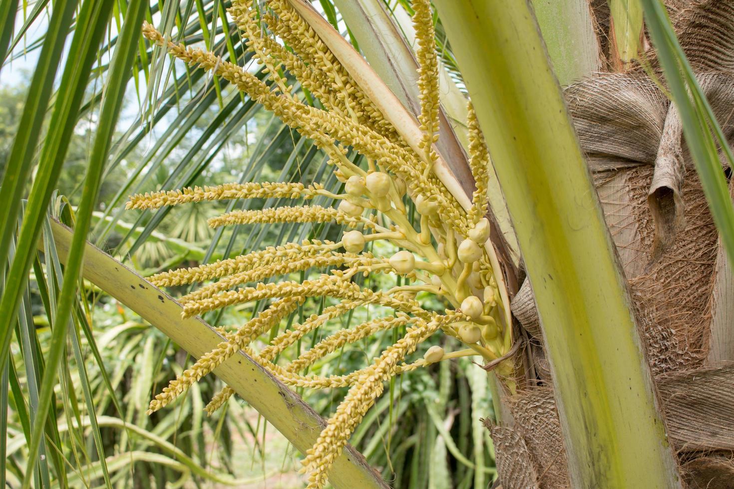 fleurs de noix de coco fraîches photo