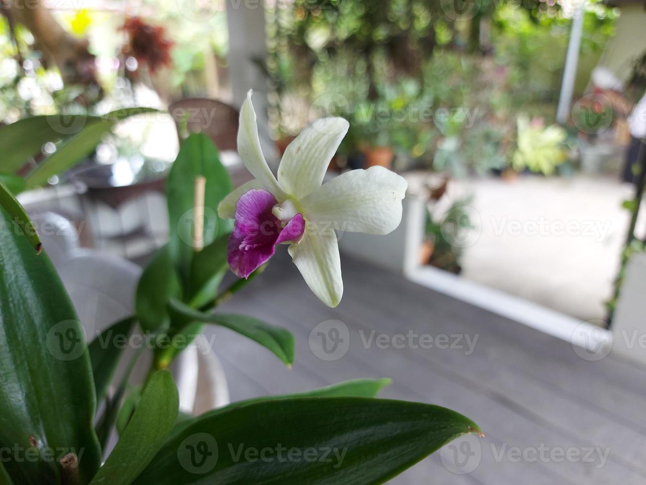 foyer sélectif de dendrobium ou de dendrobium sp. magnifique dans le jardin. famille des orchidacées. photo