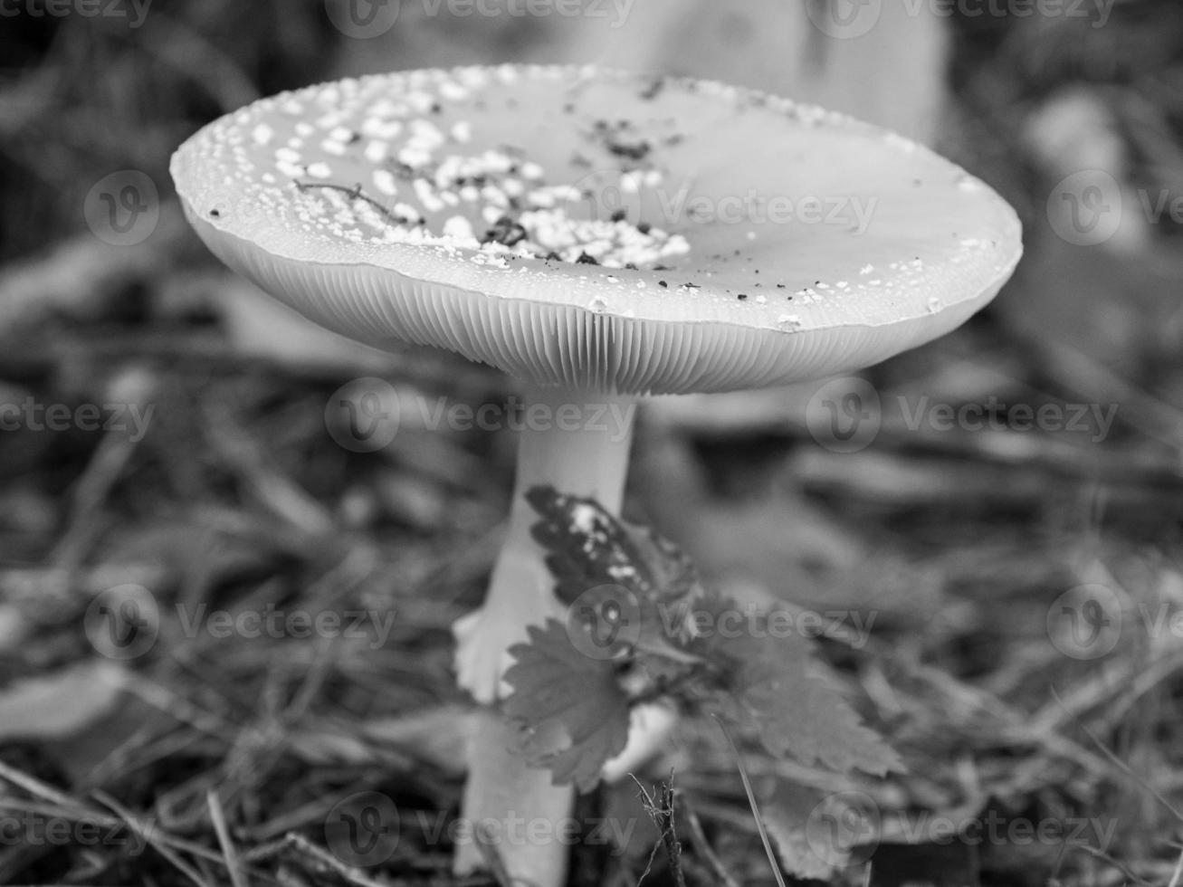 automne dans la forêt photo