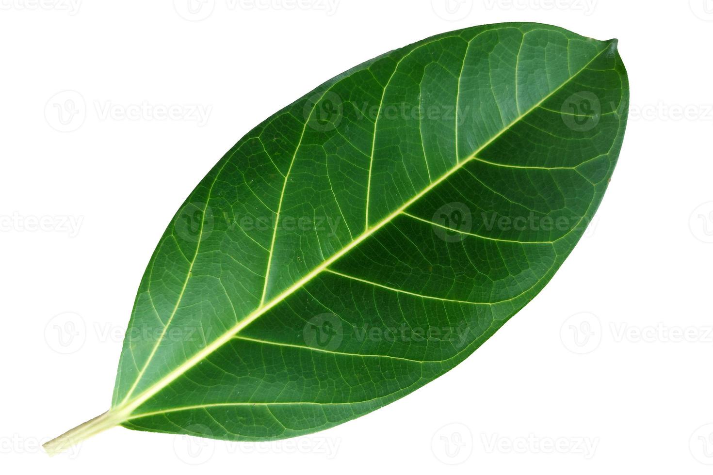 feuilles de banian isolés sur fond blanc. feuille de banian vert naturel. arbre national indien pour la décoration, la décoration intérieure, la broderie ethnique et l'affichage des symboles du pays. style feuille avec un tracé de détourage. photo