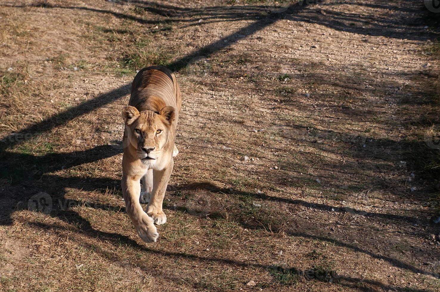 lionne sur l'herbe photo