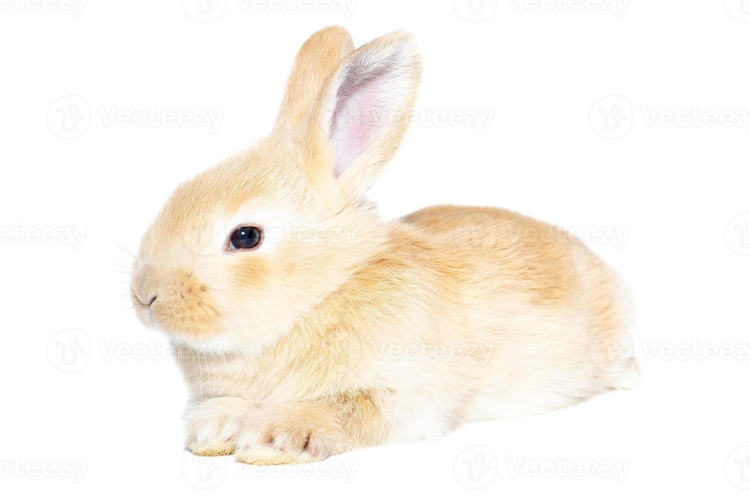 lapin sur fond blanc photo