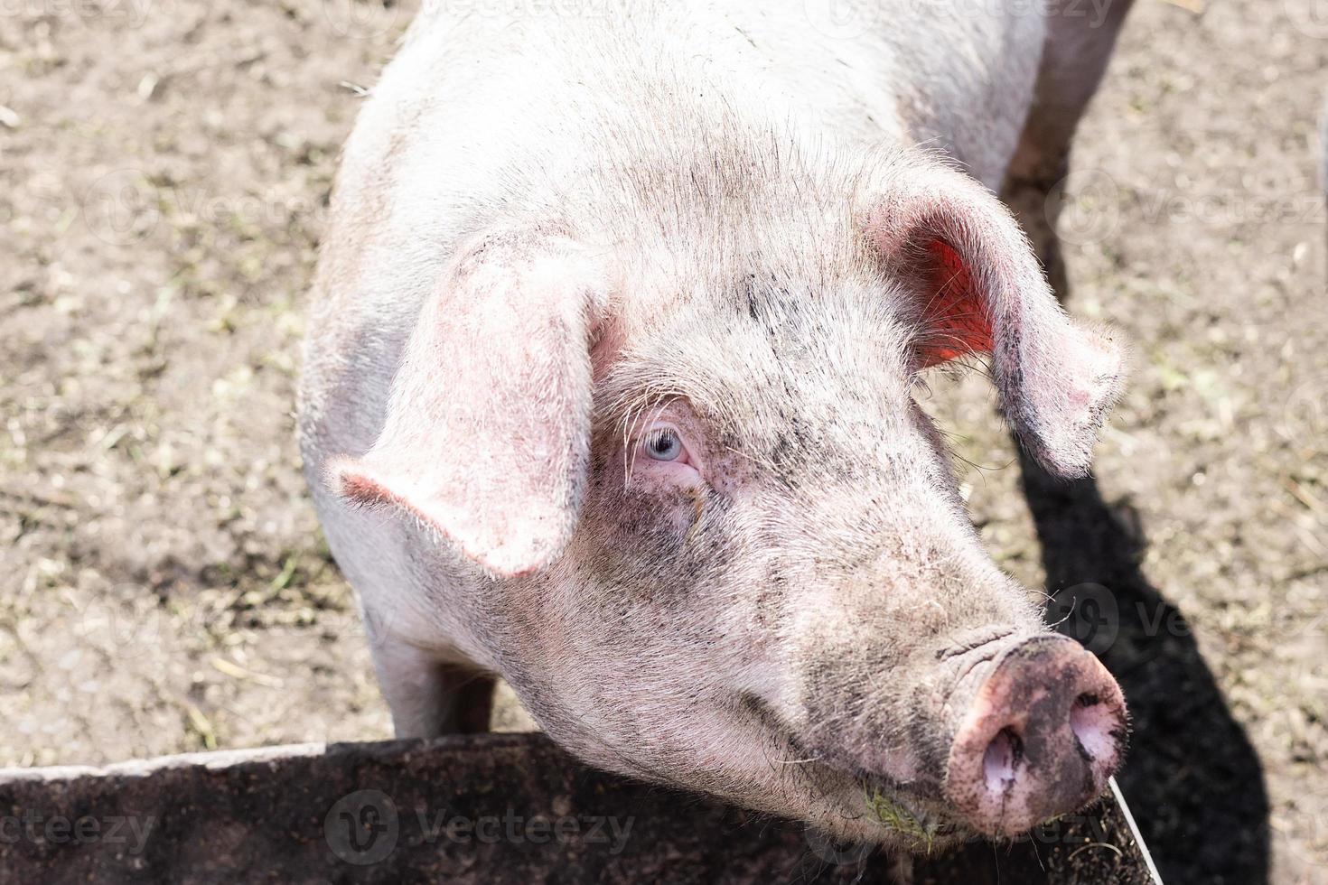 cochon rose dans la boue photo